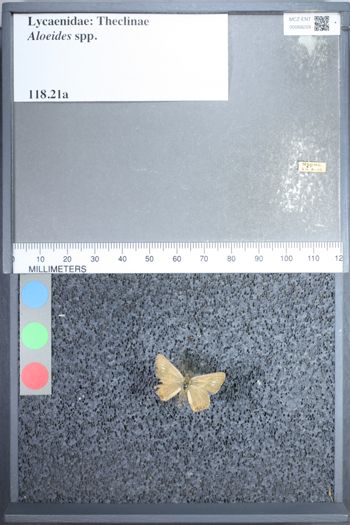 Media type: image;   Entomology 68259